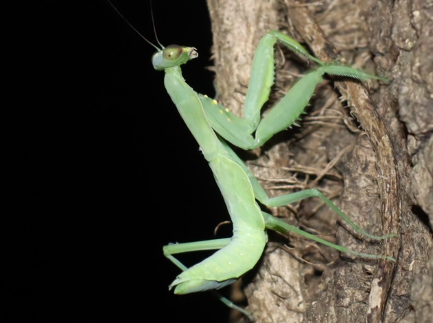 ハラビロカマキリ終礼幼虫(拡大)_No4のクヌギ_クワガタ達のオアシス_2023年7月24日19時25分 気温27.5度